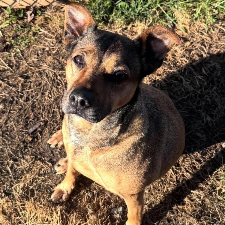 Lacey, Adoptable, Adult Female Mountain Cur.