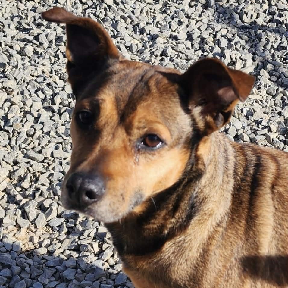 Enlarge Lacey, a Adoptable mixed breed in Chuckey, TN image 3/5