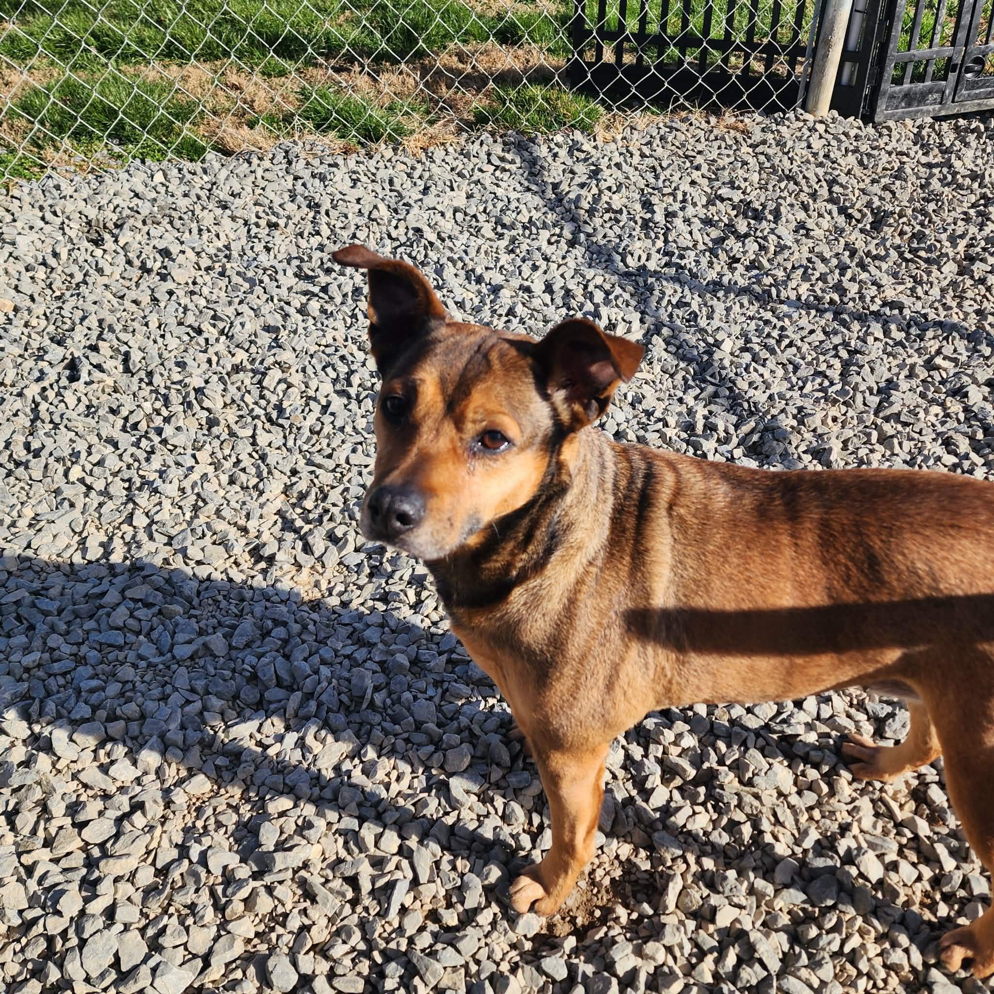 Enlarge Lacey, a Adoptable mixed breed in Chuckey, TN image 4/5