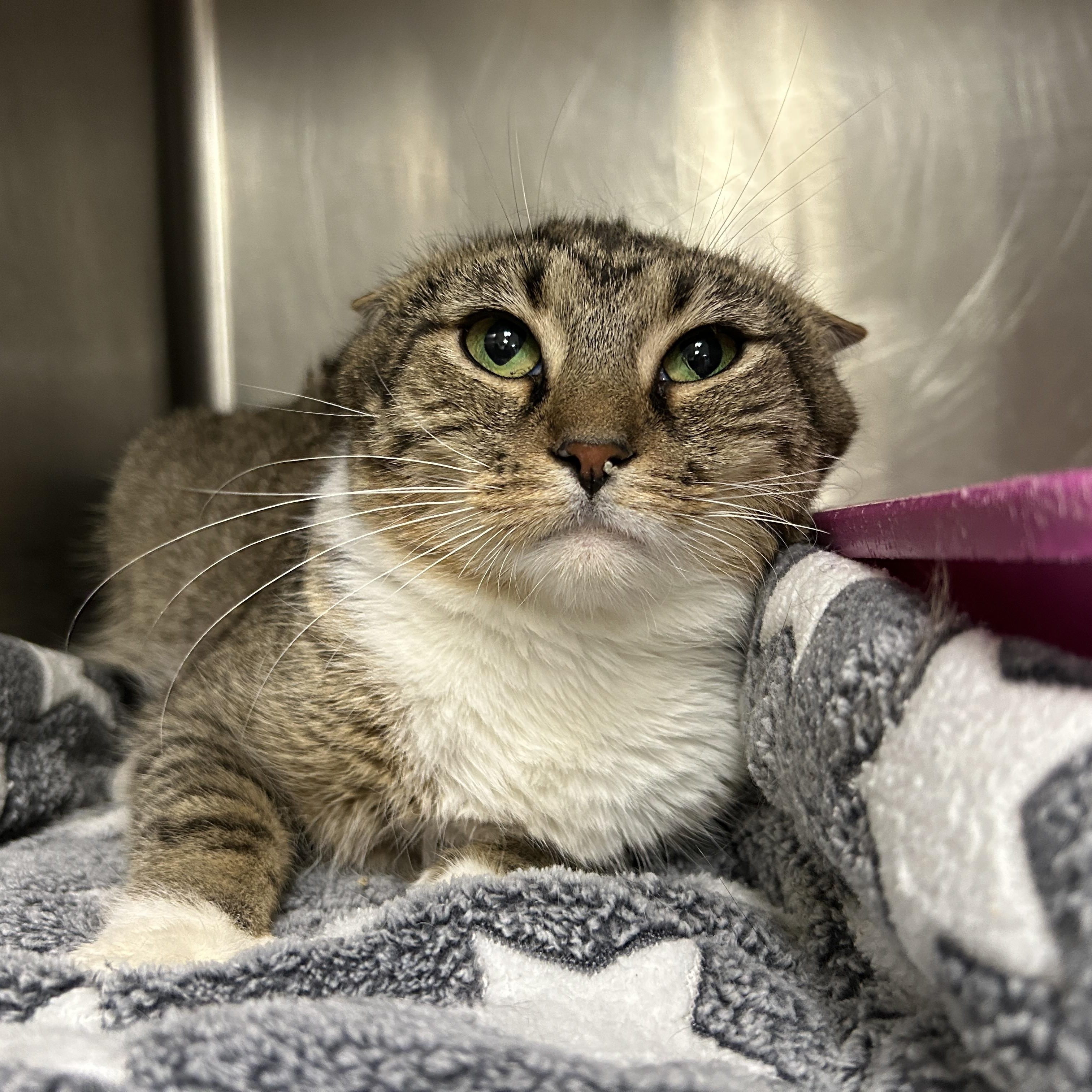 Enlarge Charlotte, a Adoptable Domestic Short Hair in La Grange Park, IL image 2/3