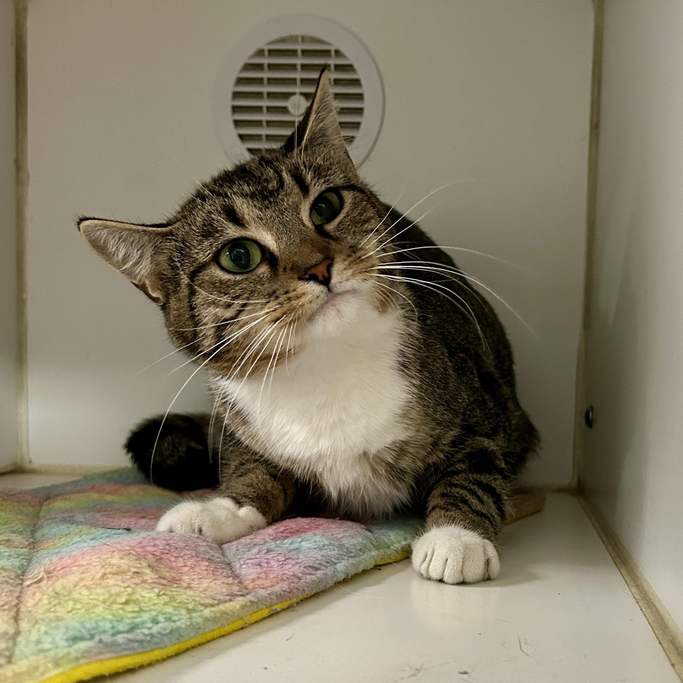 Charlotte, Adoptable, Adult Female Domestic Short Hair.