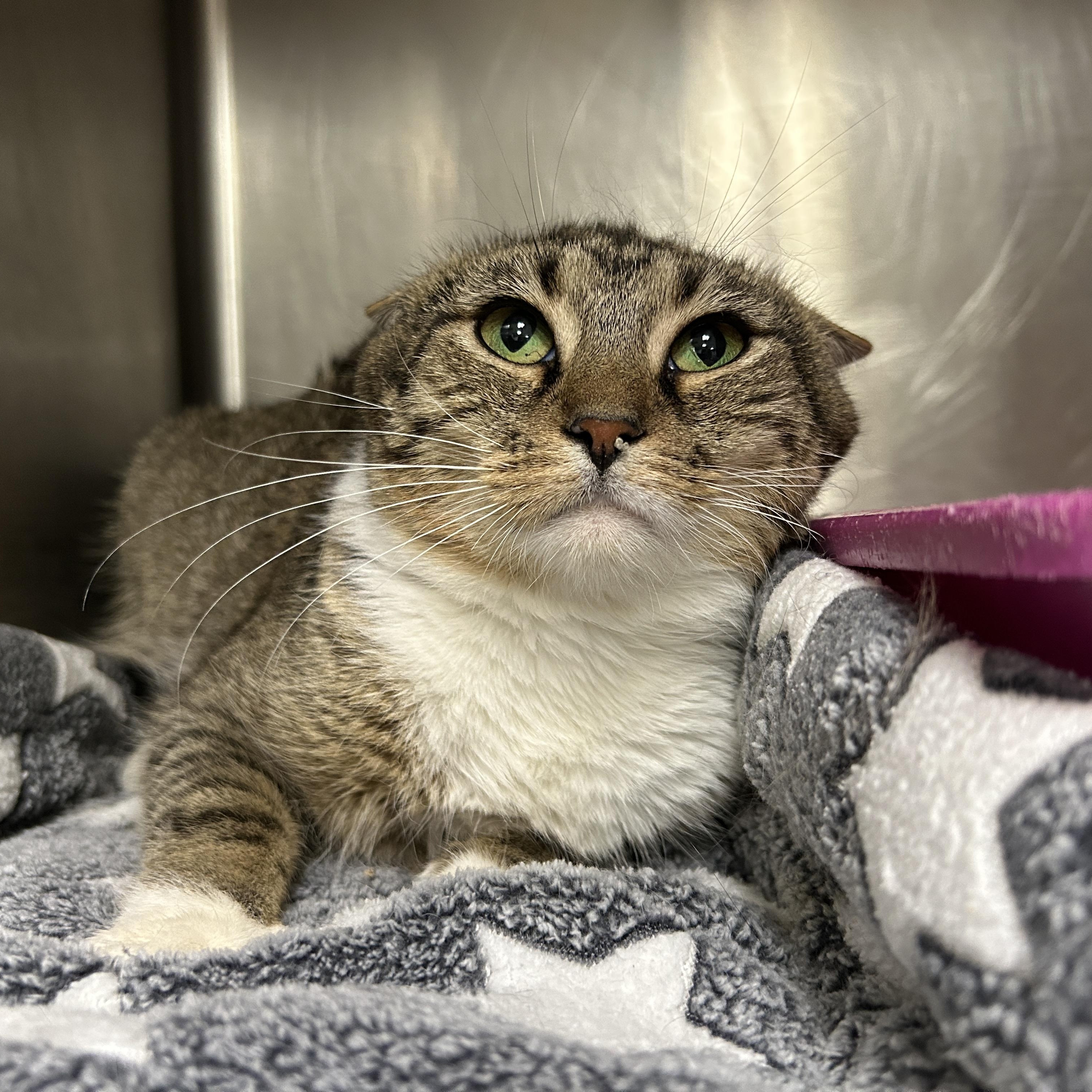 Enlarge Charlotte, a Adoptable Domestic Short Hair in La Grange Park, IL image 3/3