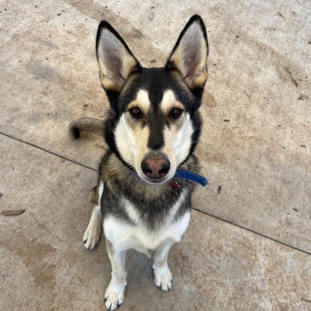 MoLena, a Adoptable mixed breed in Peachtree City, GA image 1/5