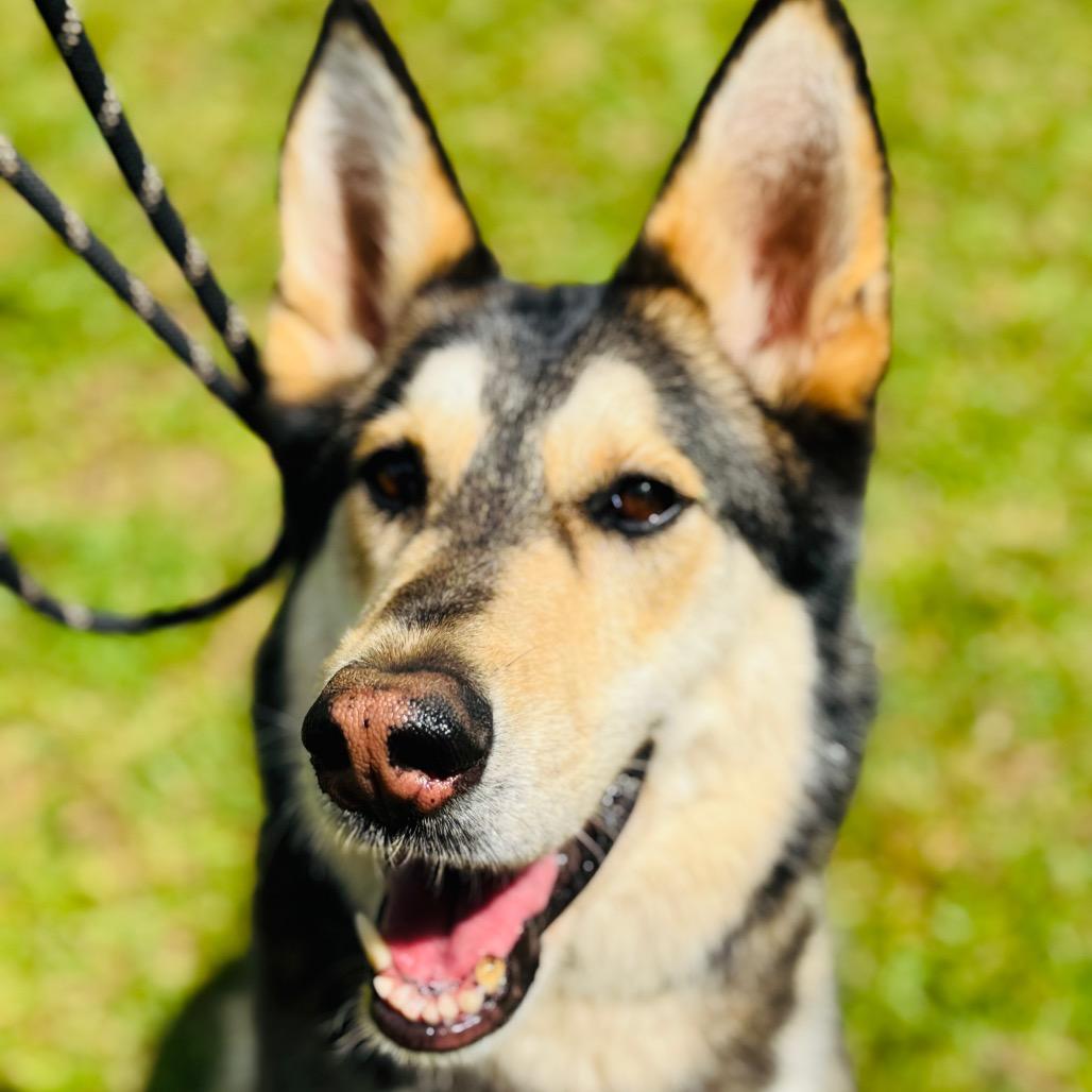 MoLena, a Adoptable mixed breed in Peachtree City, GA image 2/5