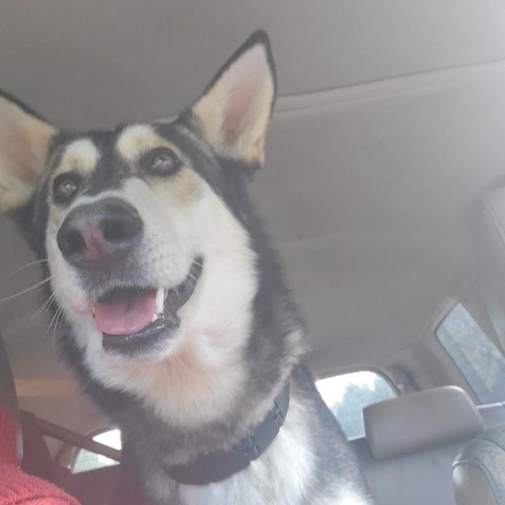 MoLena, a Adoptable mixed breed in Peachtree City, GA image 3/5