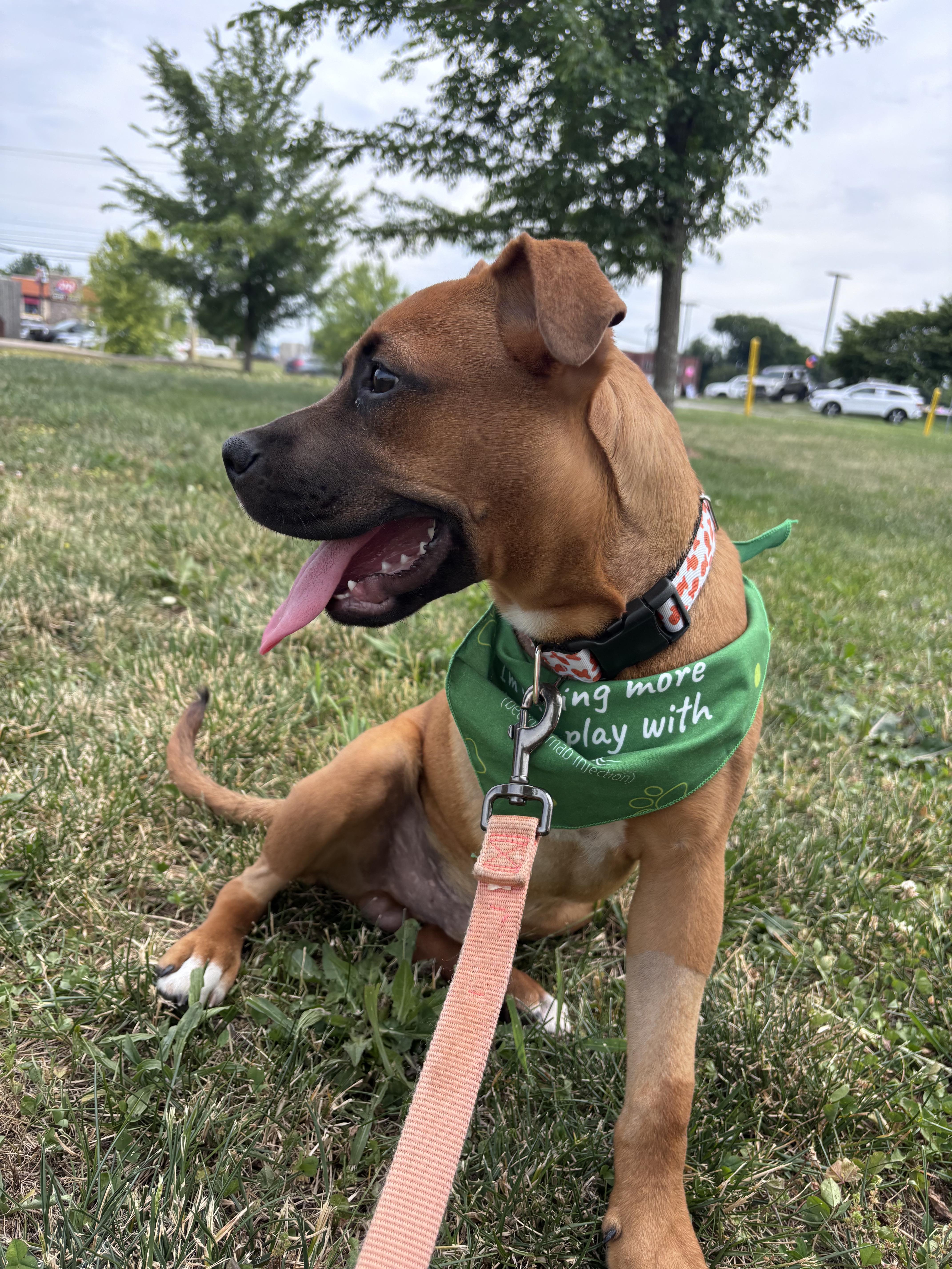 Cricket, adopted, Puppy Male Boxer & Labrador Retriever.