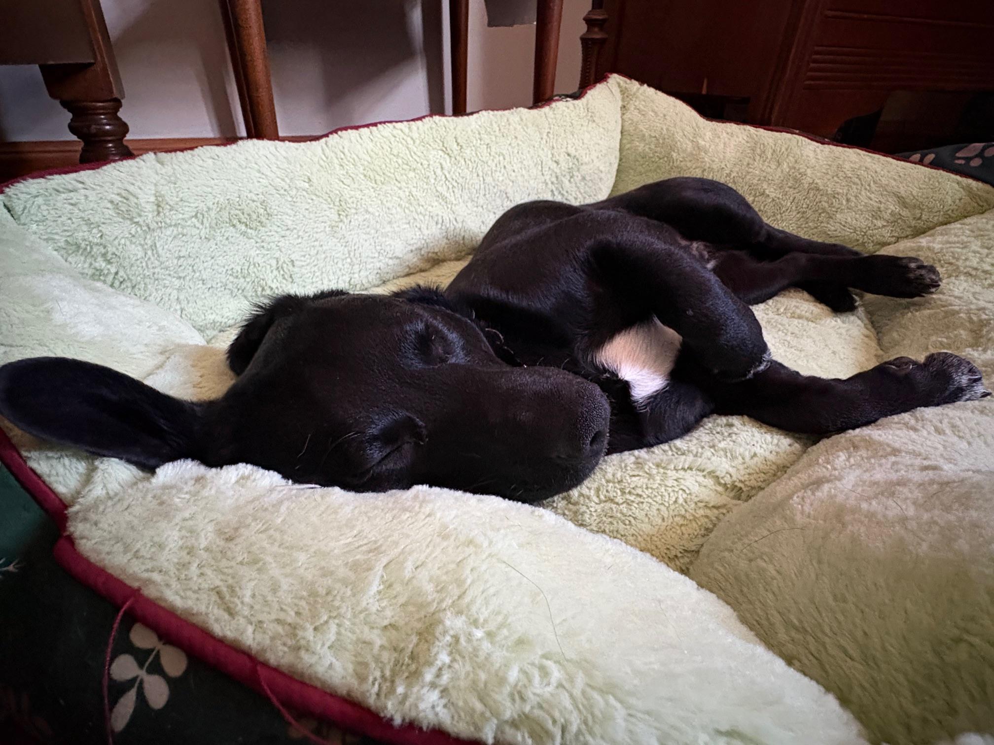 Samson, a Adoptable mixed breed image 3/4