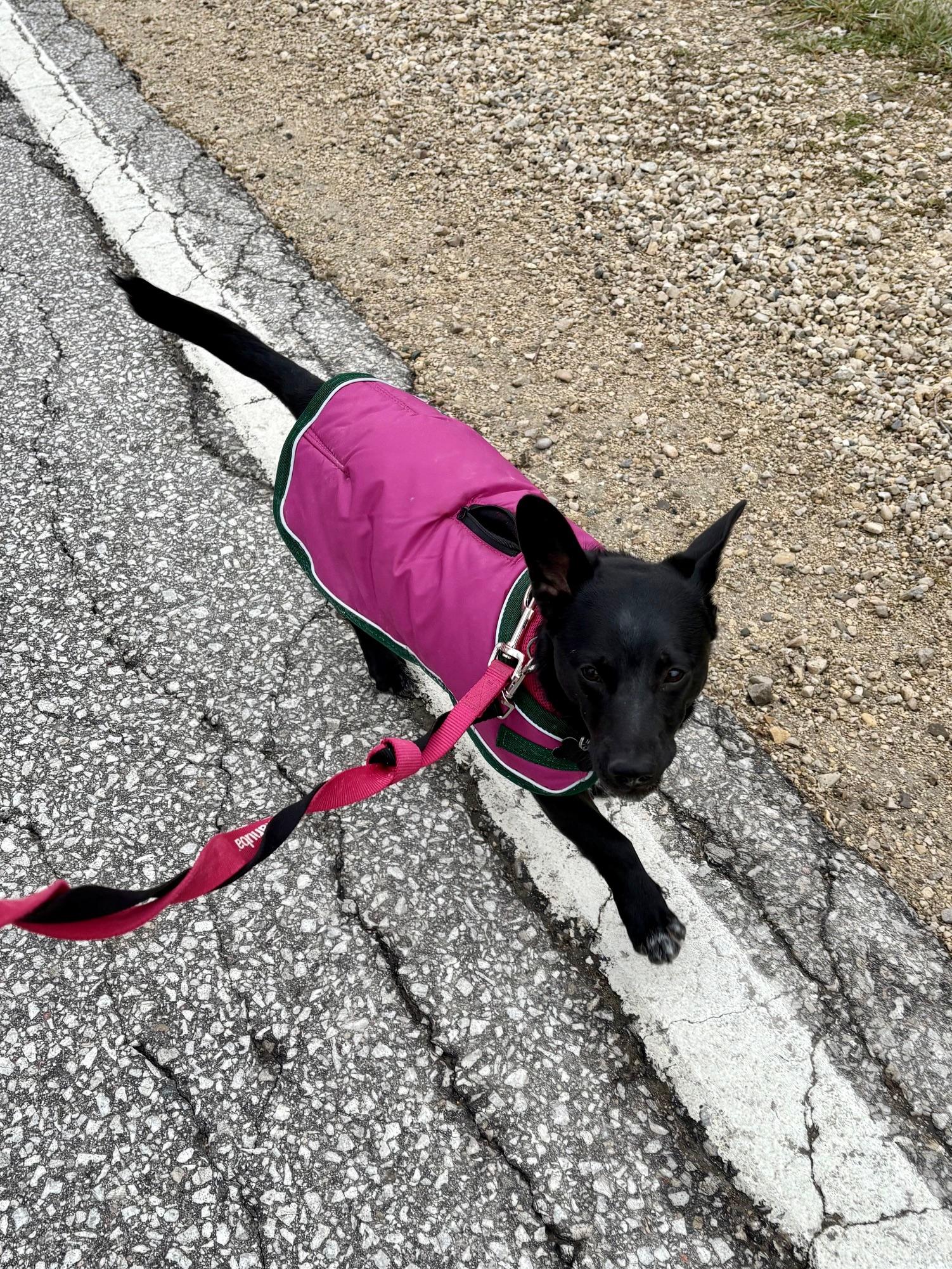 Samson, a Adoptable mixed breed image 1/4