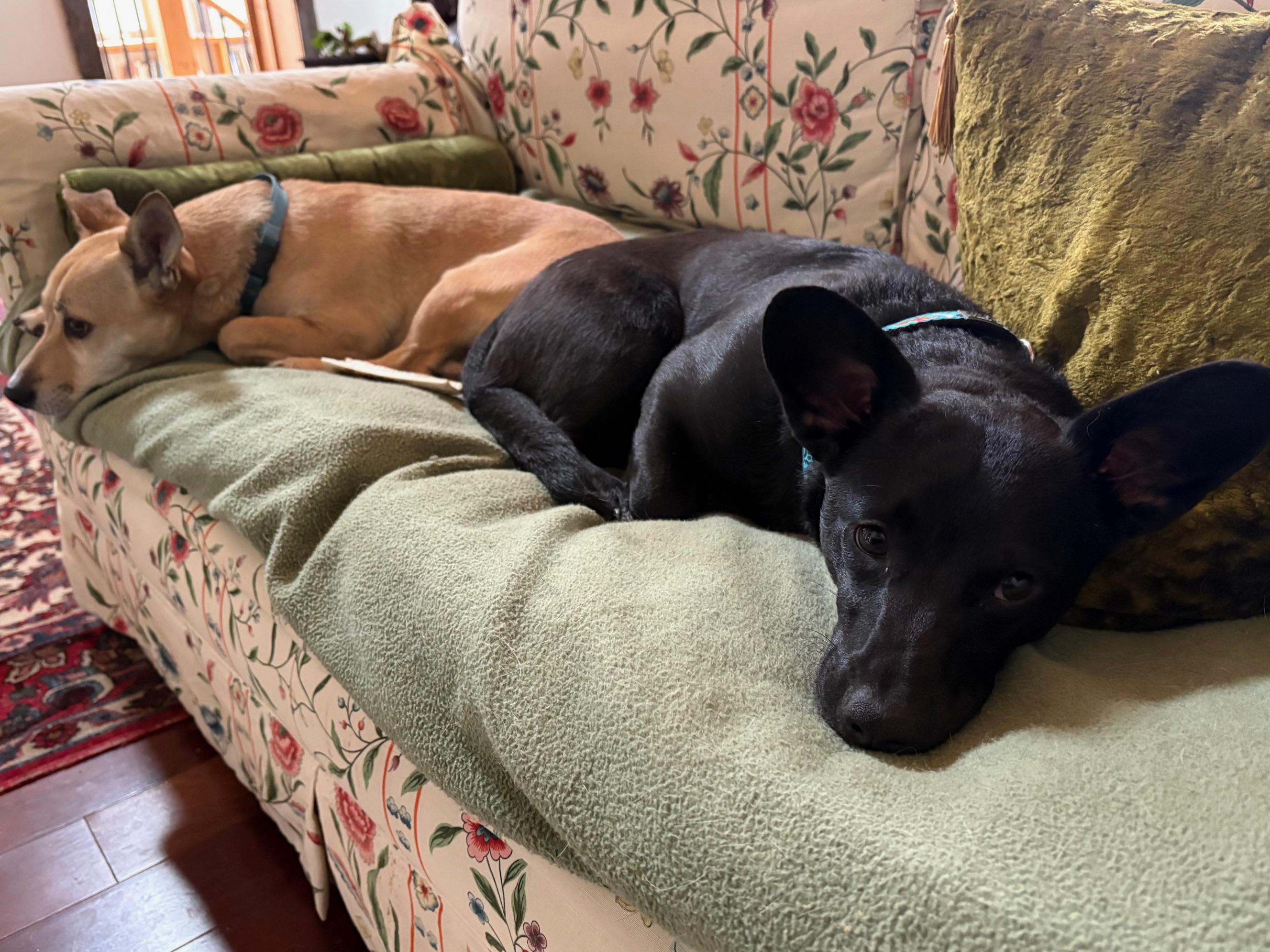 Samson, a Adoptable mixed breed image 4/4