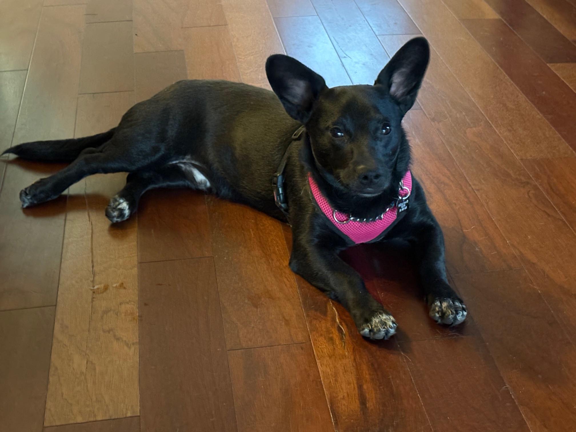 Samson, a Adoptable mixed breed image 2/4