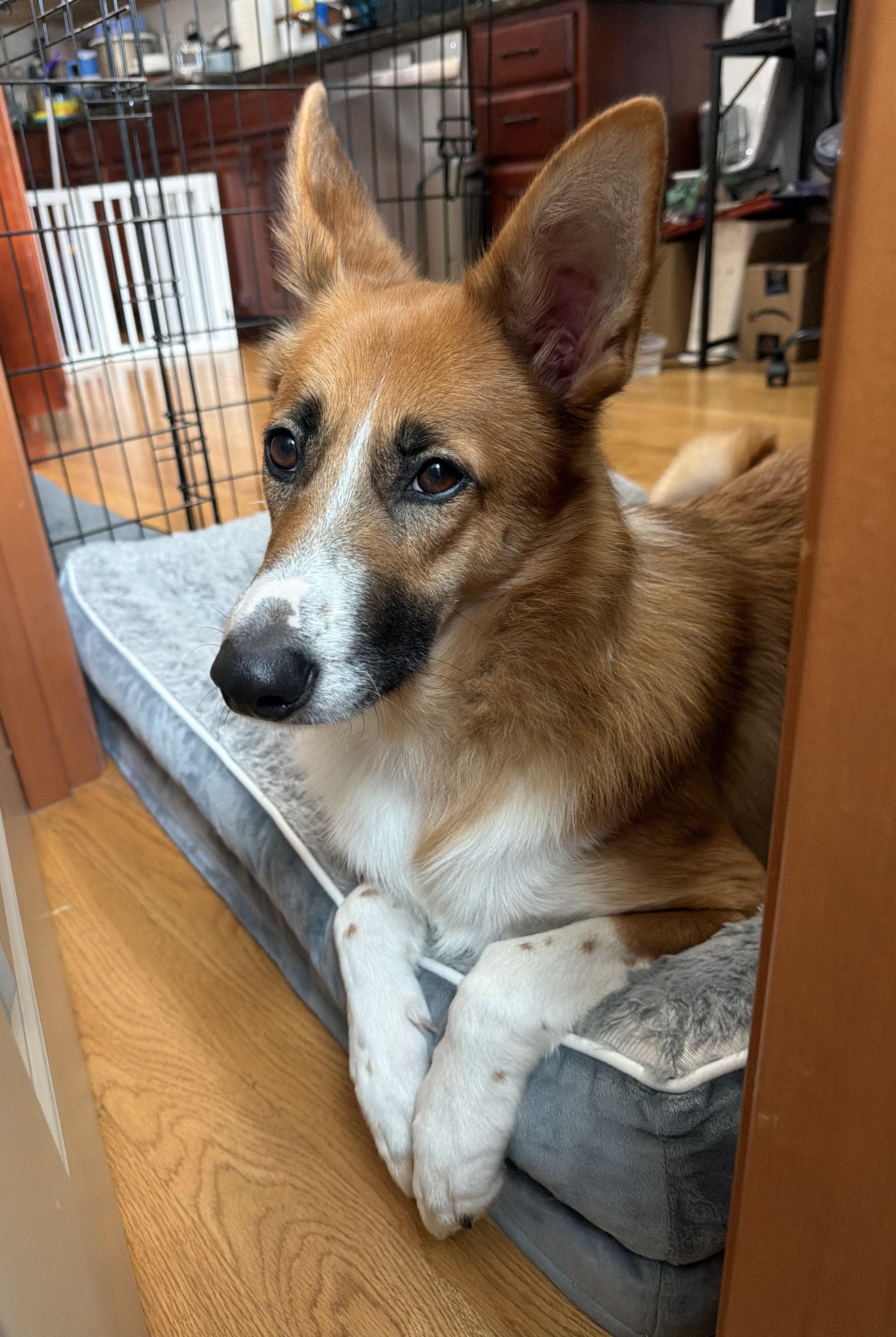 Enlarge Leona, a Adoptable mixed breed in lynnwood , WA image 4/6