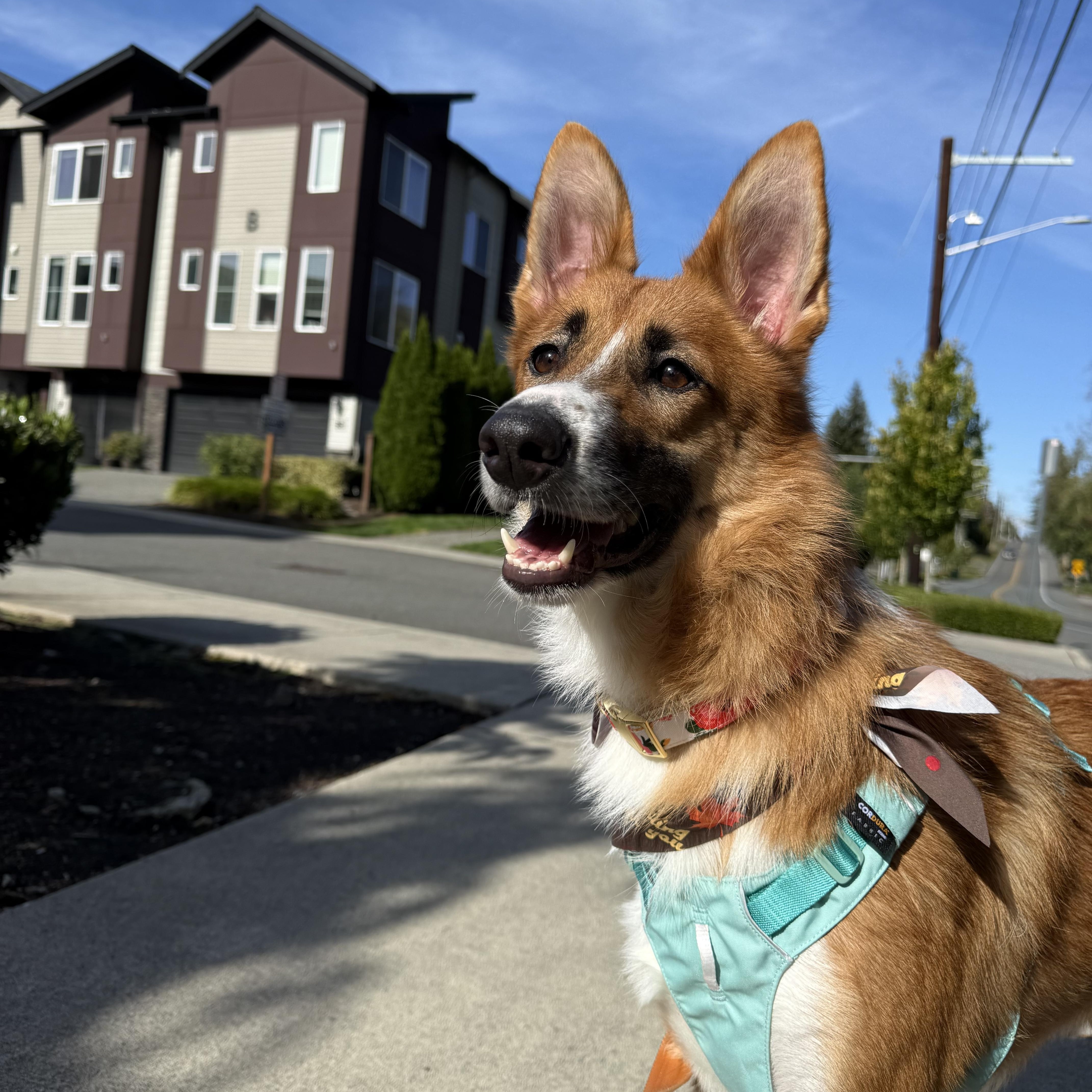 Leona, Adoptable, Young Female Collie & Shepherd.