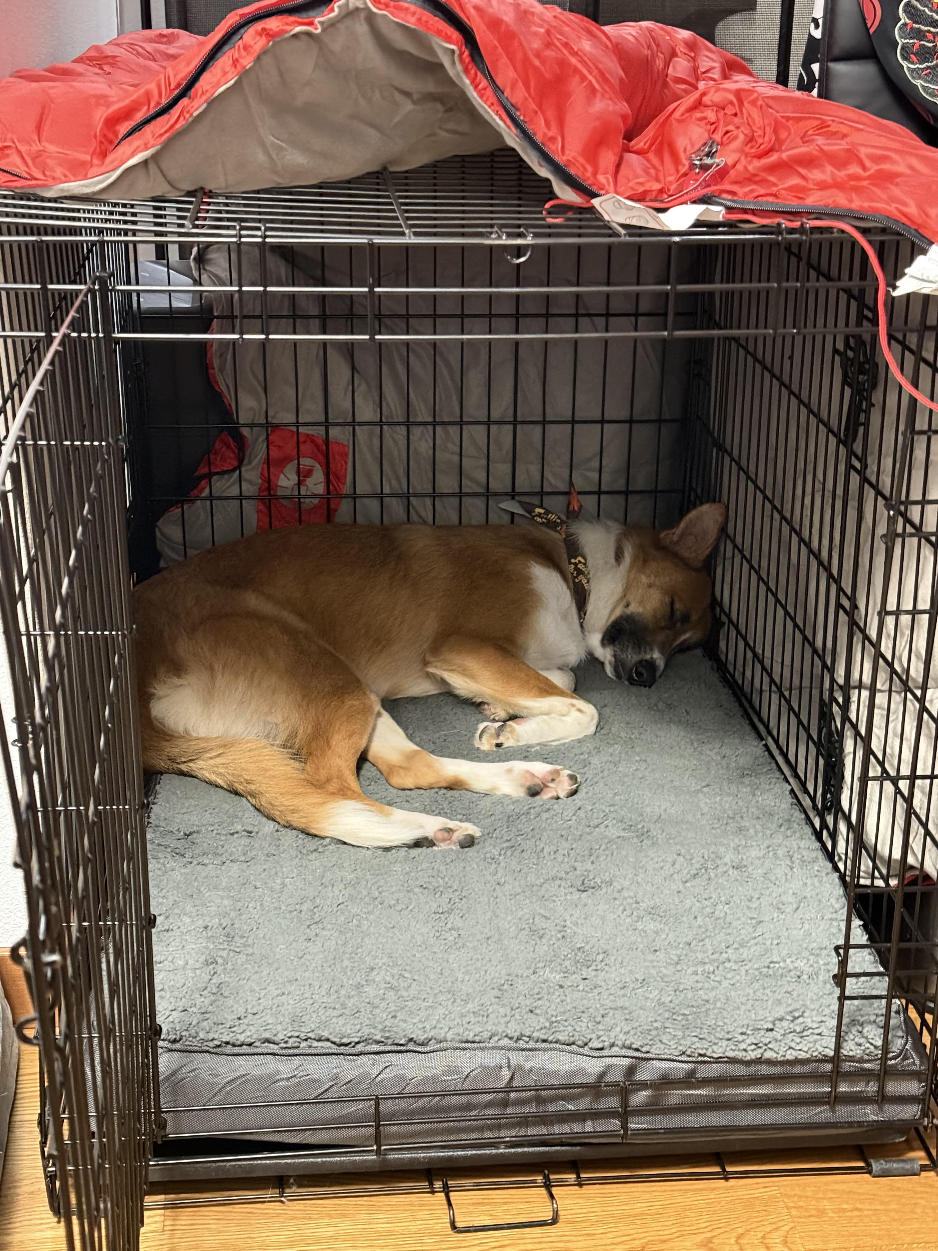 Enlarge Leona, a Adoptable mixed breed in lynnwood , WA image 5/6