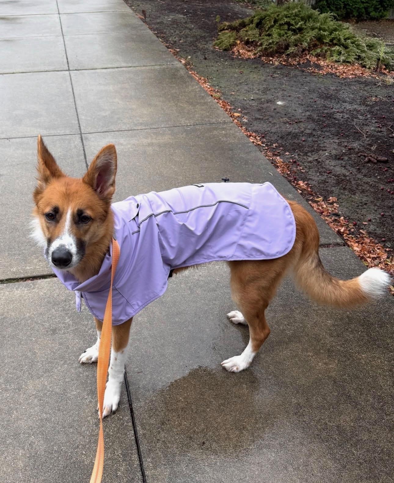 Enlarge Leona, a Adoptable mixed breed in lynnwood , WA image 2/6