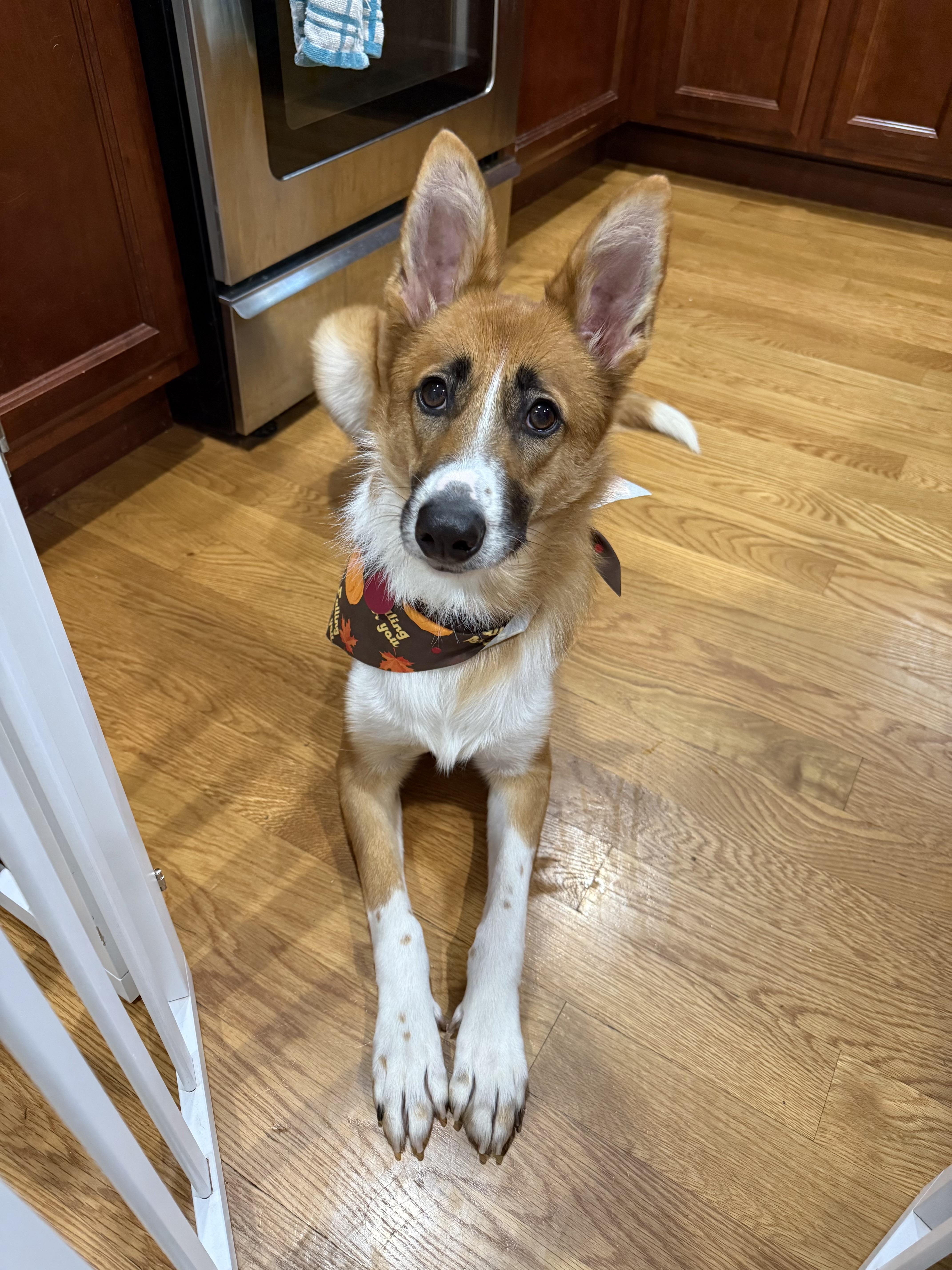 Enlarge Leona, a Adoptable mixed breed in lynnwood , WA image 6/6