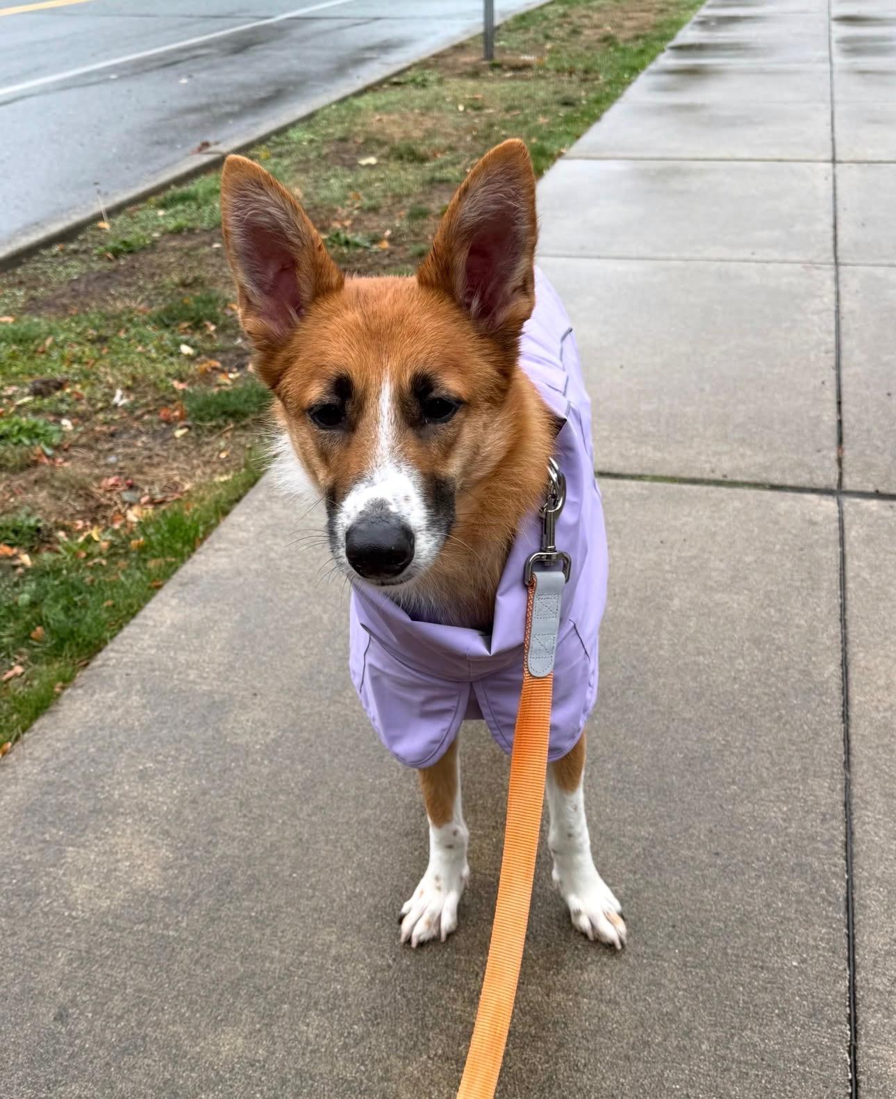 Enlarge Leona, a Adoptable mixed breed in lynnwood , WA image 3/6