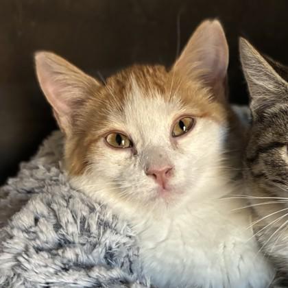 Satin, Adoptable, Kitten Male Domestic Short Hair & Domestic Short Hair.