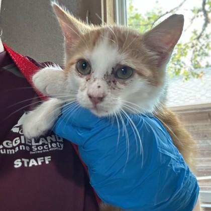 Satin, Adoptable, Kitten Male Domestic Short Hair & Domestic Short Hair.