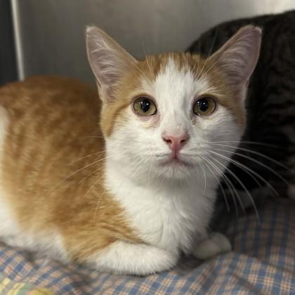 Satin, Adoptable, Kitten Male Domestic Short Hair & Domestic Short Hair.