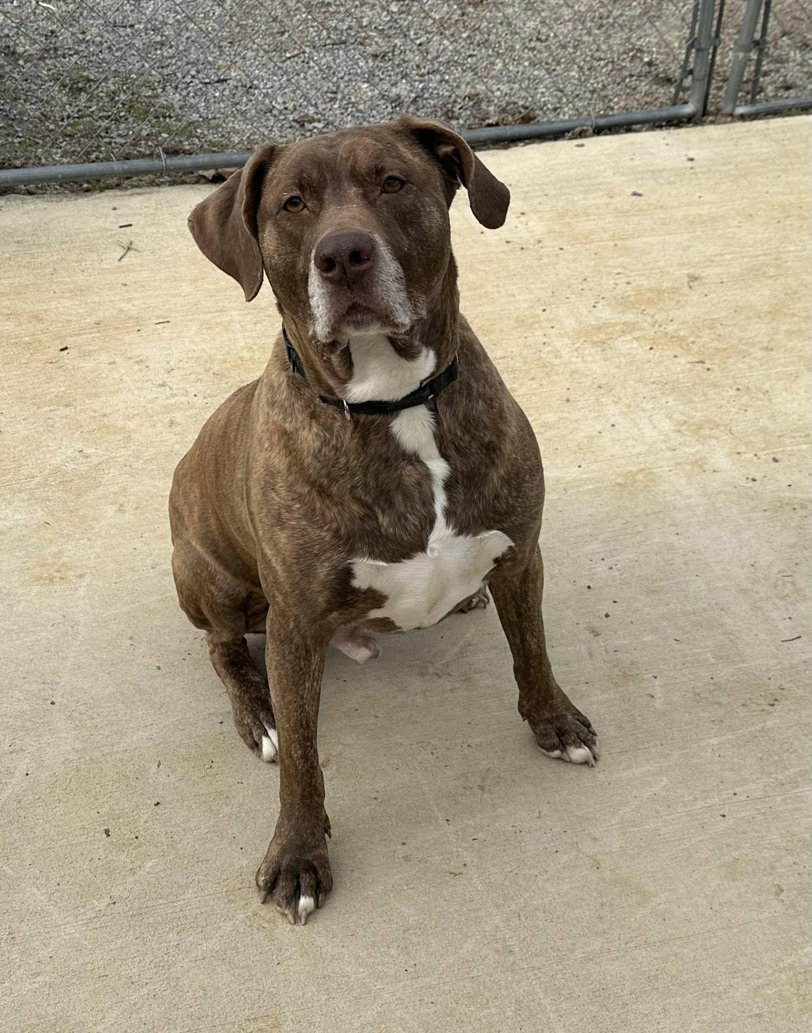 Mustang, ADOPTABLE, Young Male Plott Hound.