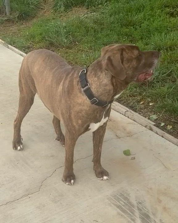 Enlarge Mustang, a ADOPTABLE mixed breed in Middletown, NJ video 4/4