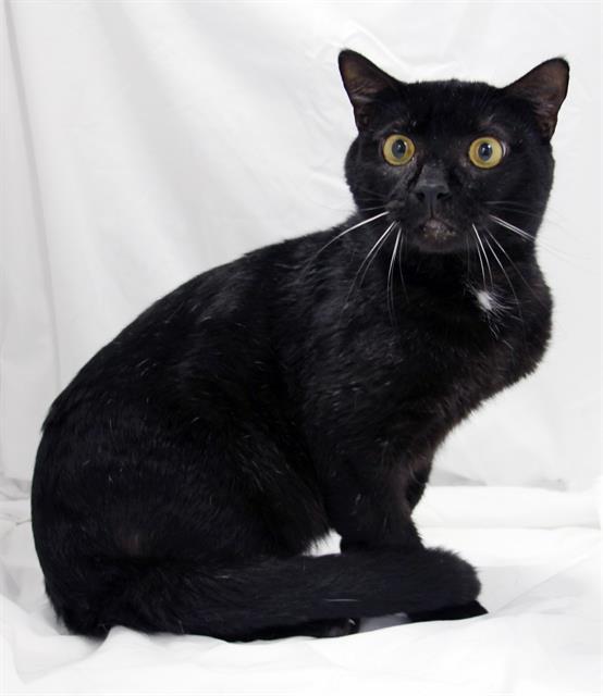 Enlarge LEXI, a Adoptable Domestic Short Hair in Winter Haven, FL image 1/1