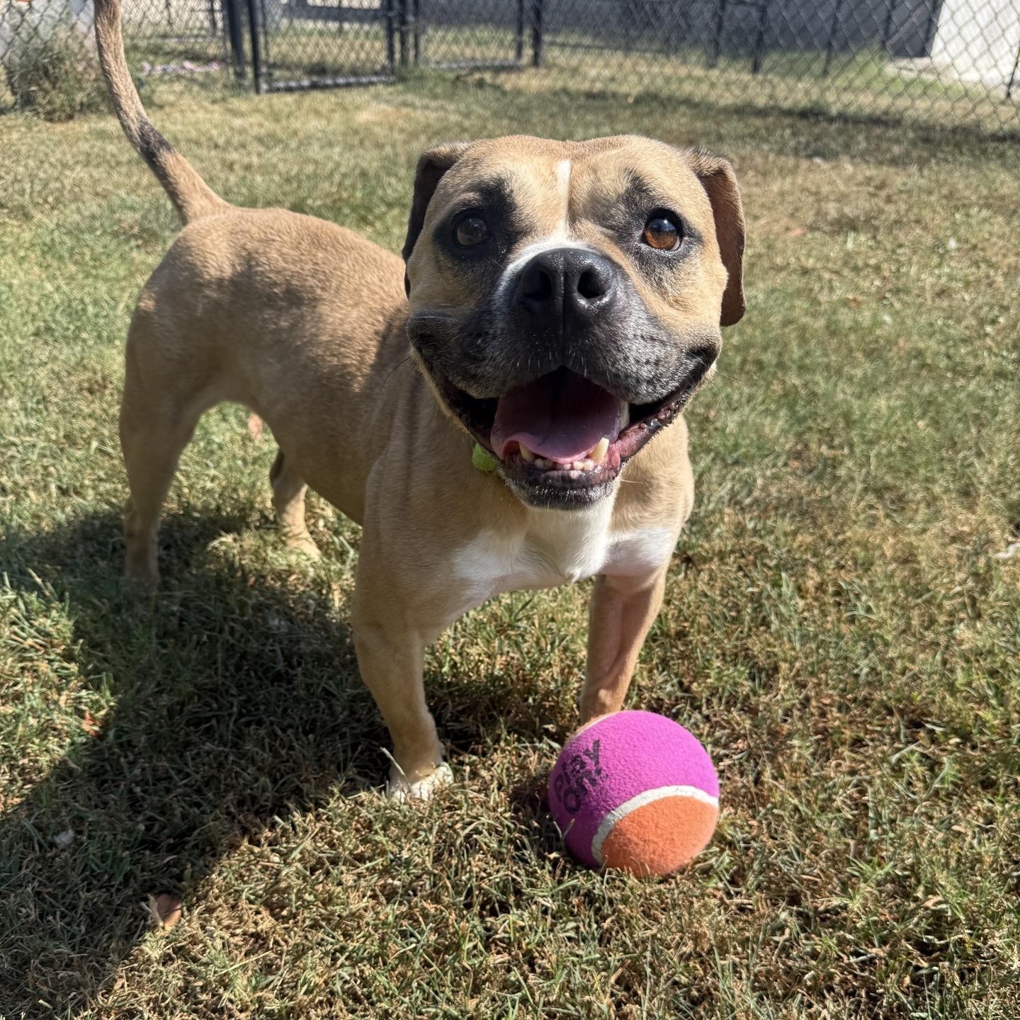 Enlarge Gypsy, a Adoptable mixed breed in Springfield, MO image 3/5