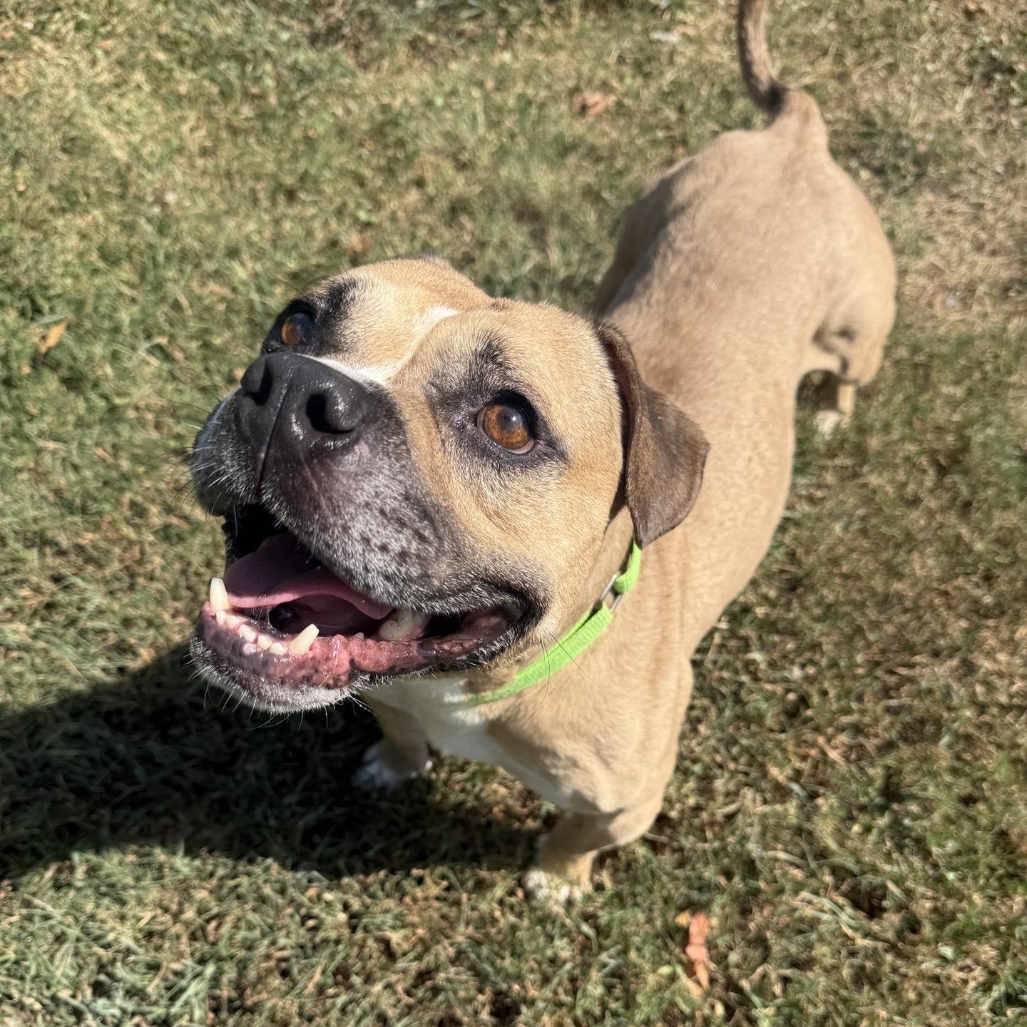 Gypsy, Adoptable, Young Female Bulldog.