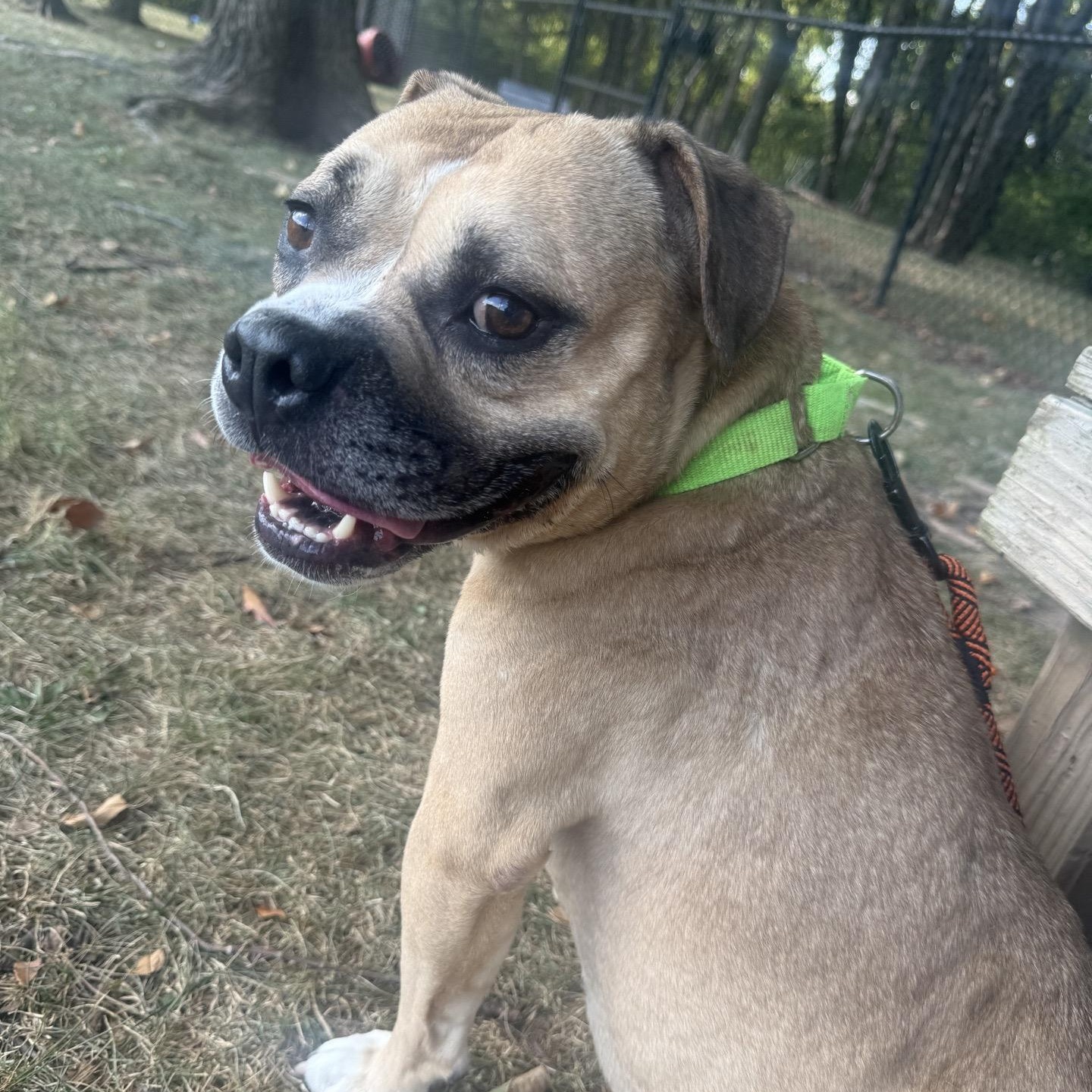 Enlarge Gypsy, a Adoptable mixed breed in Springfield, MO image 2/5