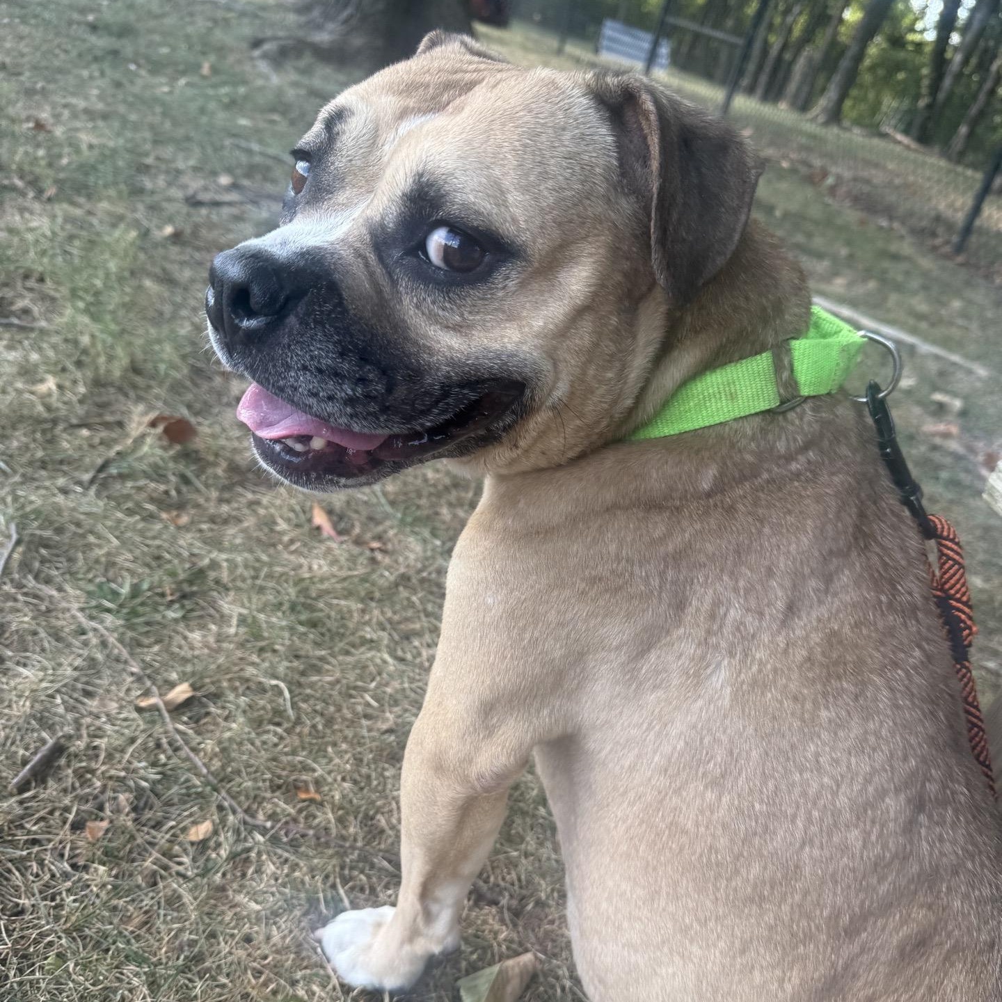 Enlarge Gypsy, a Adoptable mixed breed in Springfield, MO image 5/5