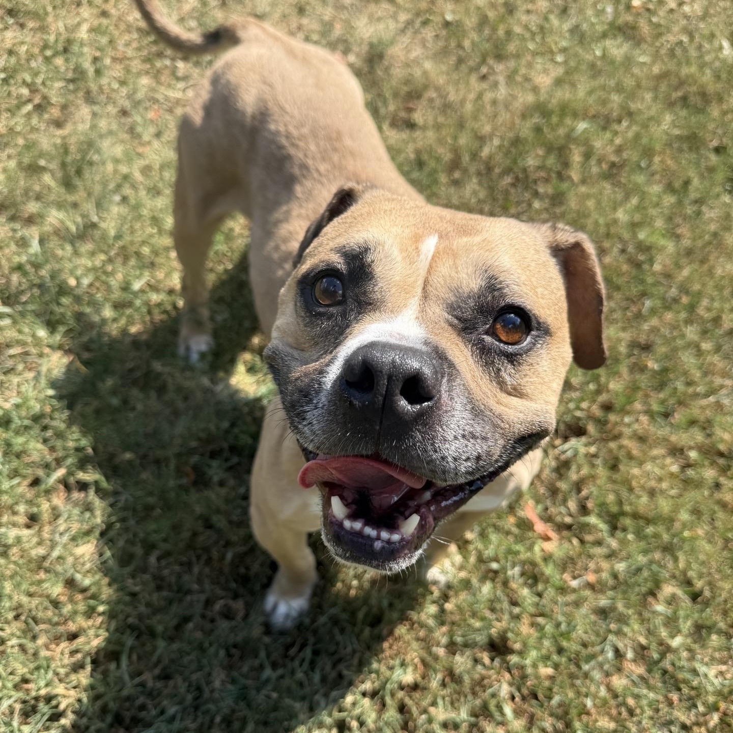 Enlarge Gypsy, a Adoptable mixed breed in Springfield, MO image 4/5