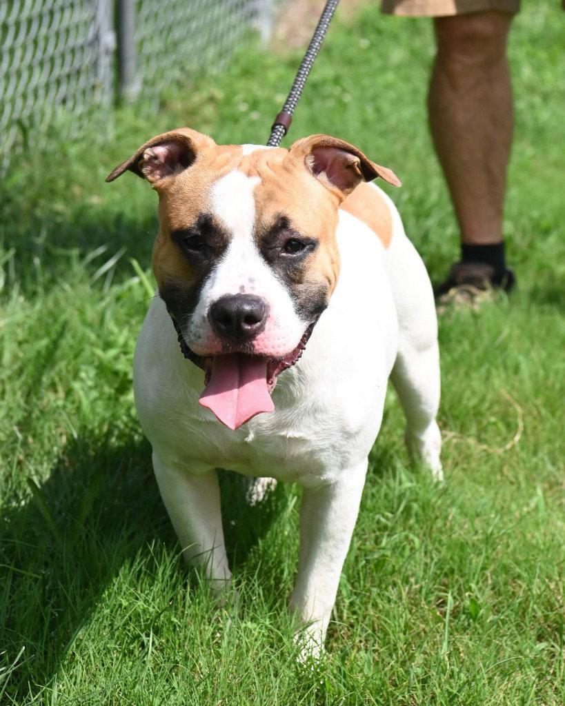 Lobby Chinco HHS RRP, a Adoptable Pit Bull Terrier in Glen Allen, VA image 1/3