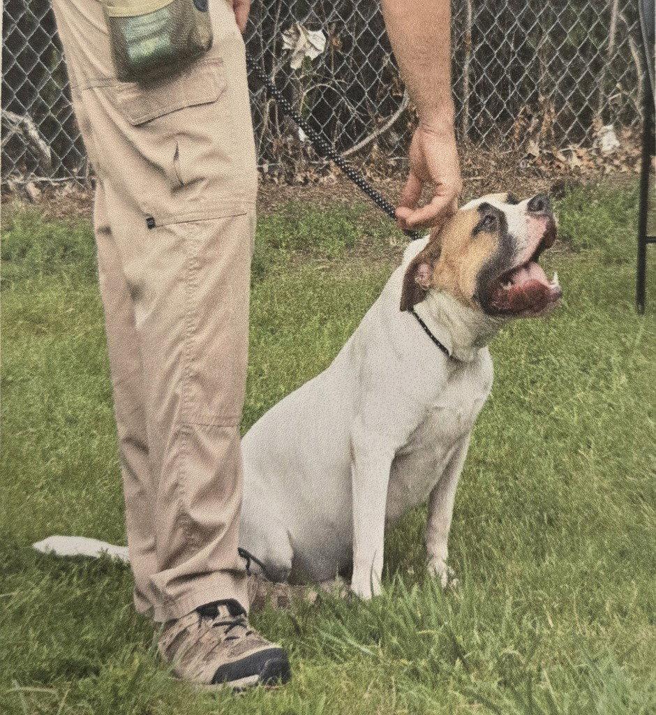 DA 20 Chinco, Adoptable, Adult Male Pit Bull Terrier.