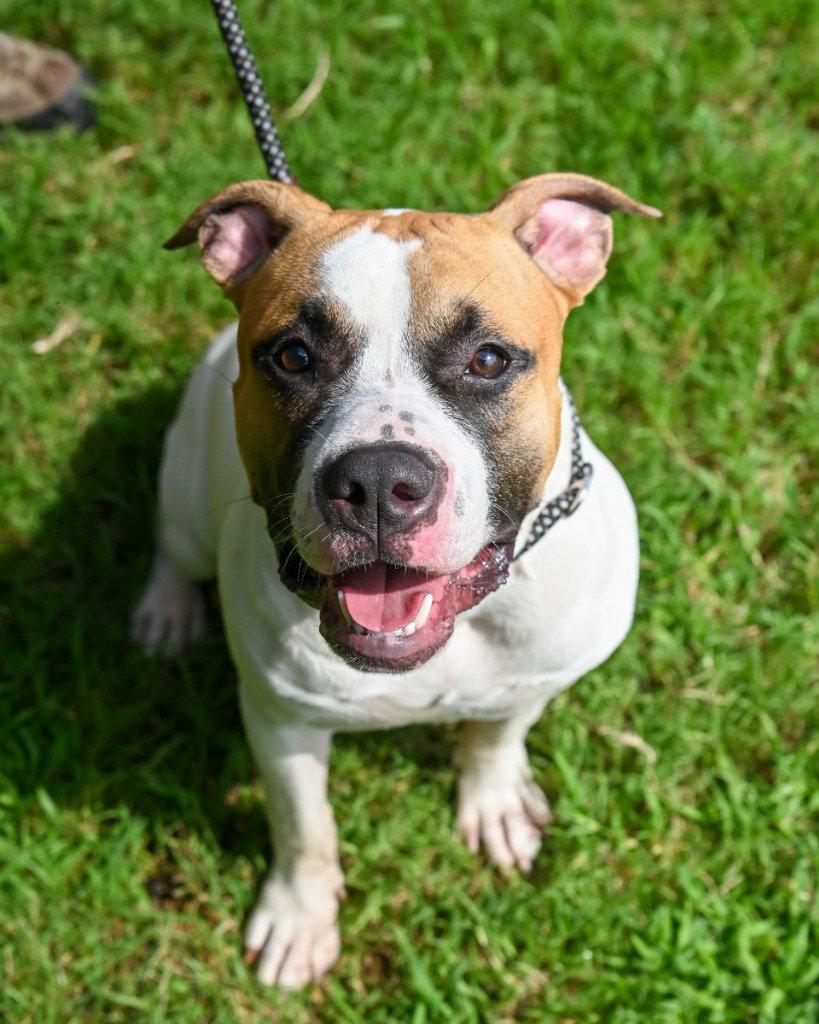 Lobby Chinco HHS RRP, a Adoptable Pit Bull Terrier in Glen Allen, VA image 2/3