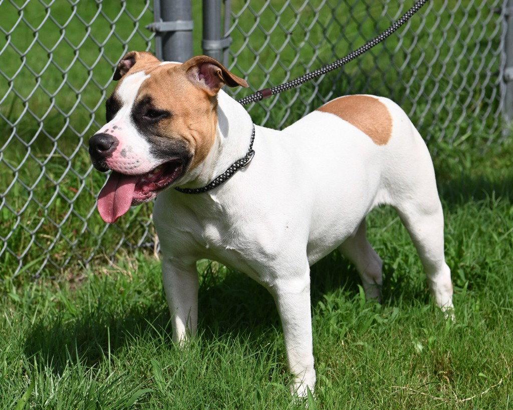 Lobby Chinco HHS RRP, a Adoptable Pit Bull Terrier in Glen Allen, VA image 3/3
