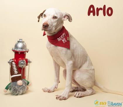 Arlo, Adoptable, Puppy Male Pointer & Mixed Breed.