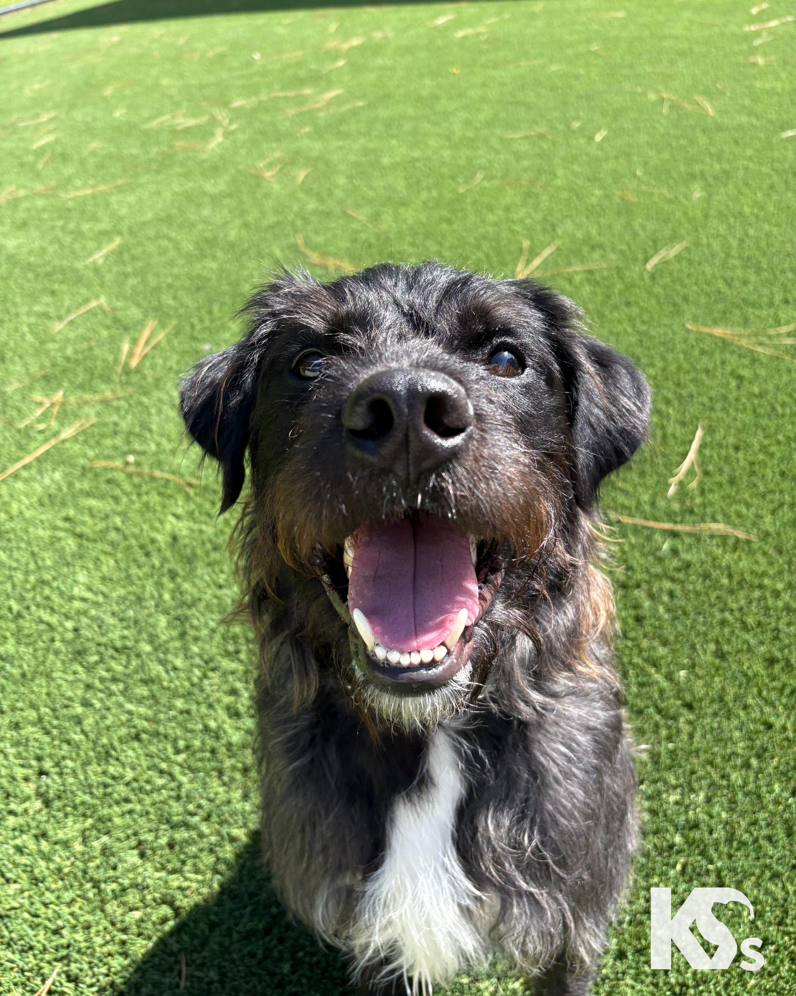 Enlarge RJ, an adopted mixed breed in Ponte Vedra, FL image 1/6