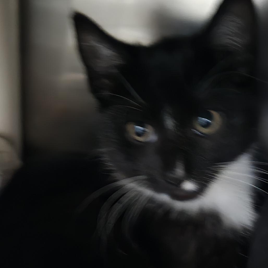 Ratatouille 25-1666, Adoptable, Young Male Domestic Short Hair.