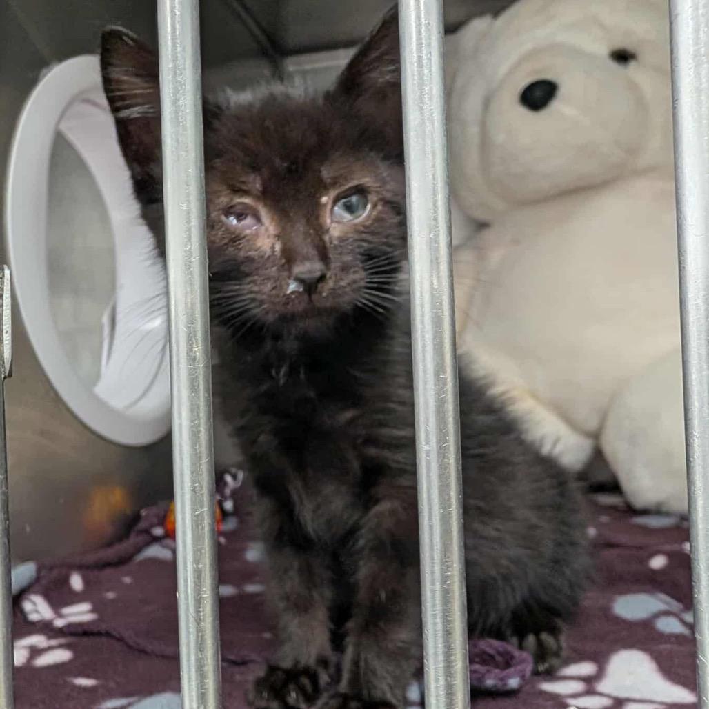 Enlarge Pete the Cat, a Adoptable Domestic Short Hair in Monroe, MI image 2/2