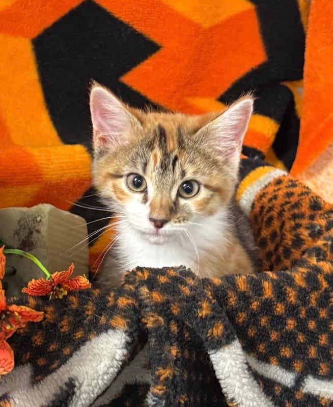 3/1/26 Bellagio, Adopted, Kitten Female Domestic Short Hair.