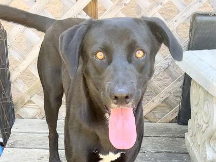 Fernando, adopted, Adult Male Mixed Breed.