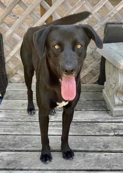 Enlarge Fernando, an adopted Mixed Breed in Georgetown, TX image 2/3