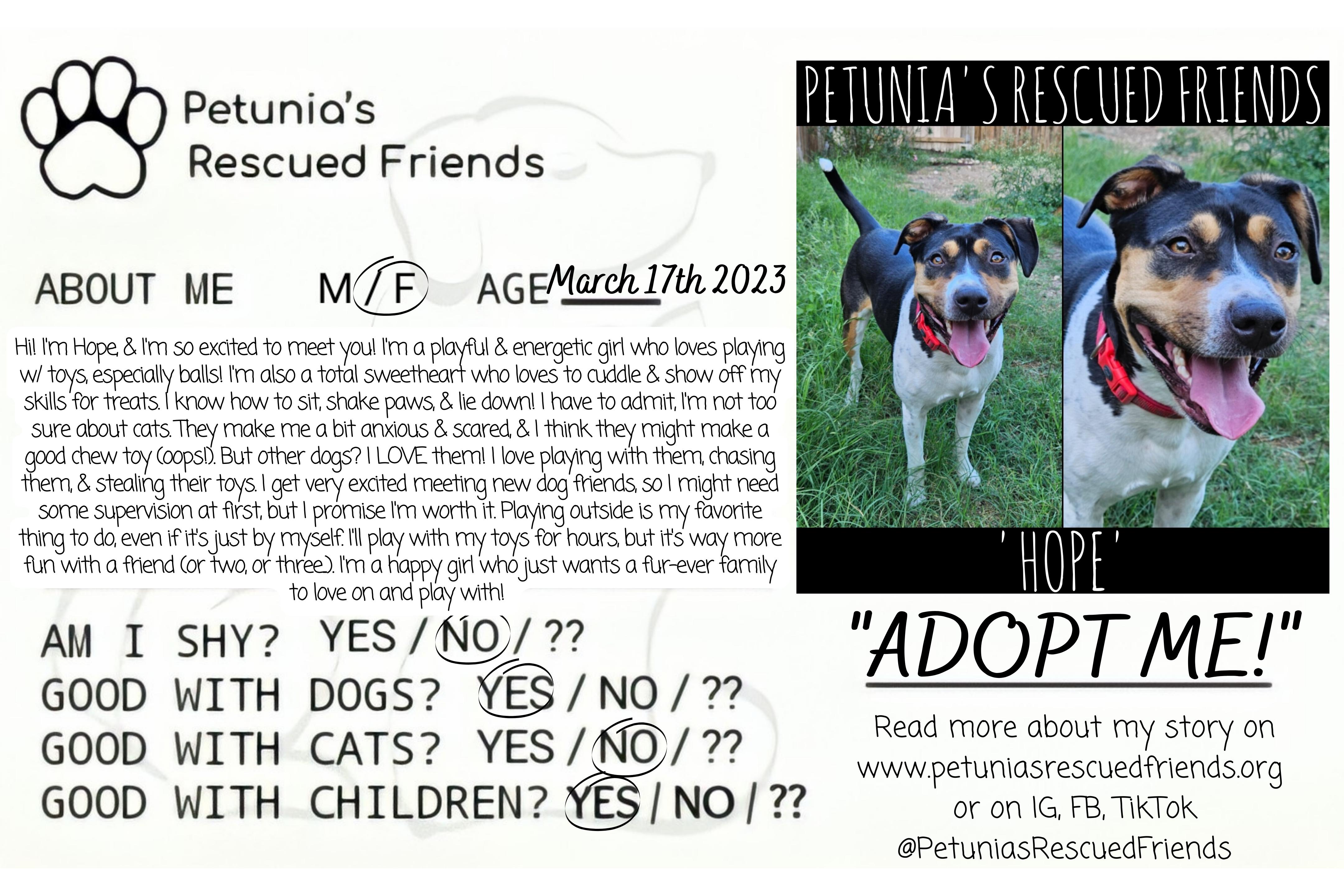 Enlarge Hope, a Adoptable mixed breed in Castroville, TX image 2/3