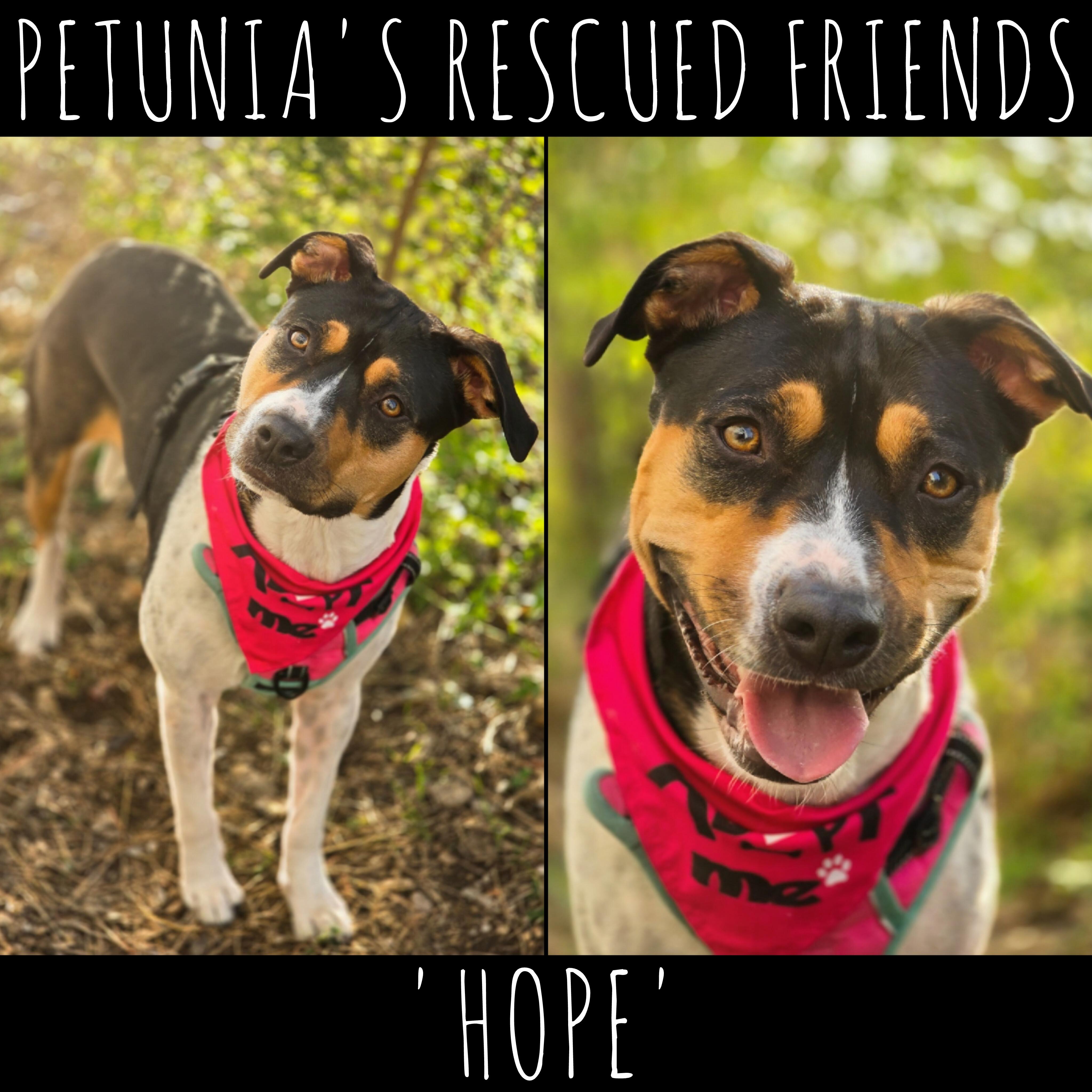 Hope, Adoptable, Adult Female Beagle & Pit Bull Terrier.