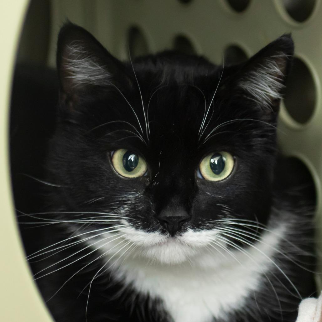 Enlarge Budha, a Adoptable Domestic Short Hair in Middletown, RI image 1/1