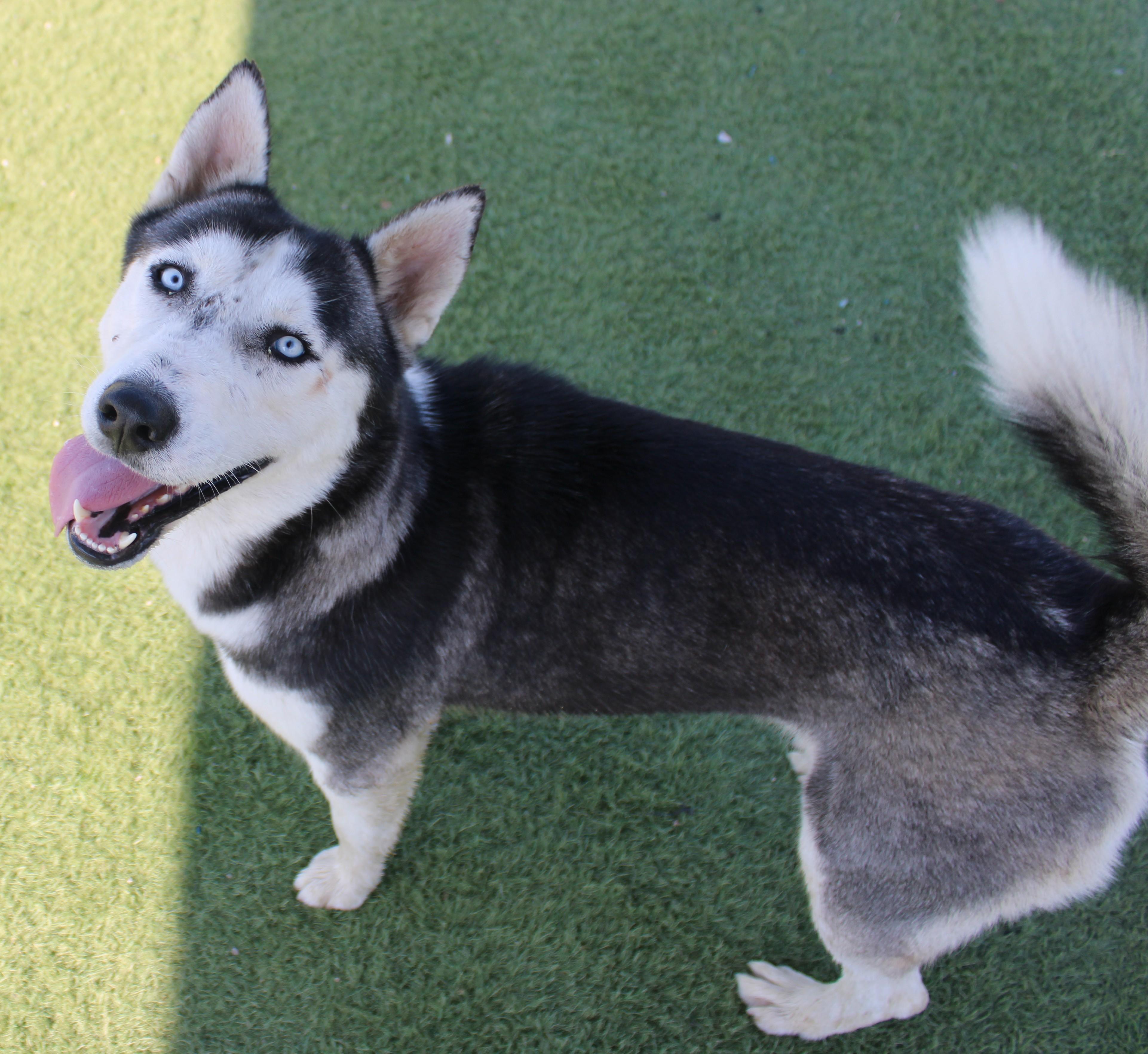 SNOW, Adoptable, Adult Female Husky.