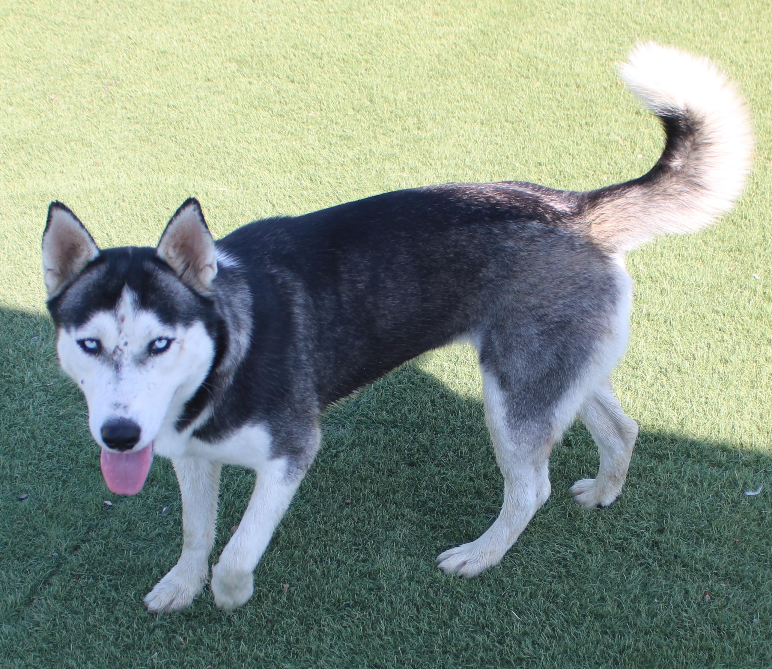 Enlarge SNOW, a Adoptable Husky in Wasco, CA image 2/5