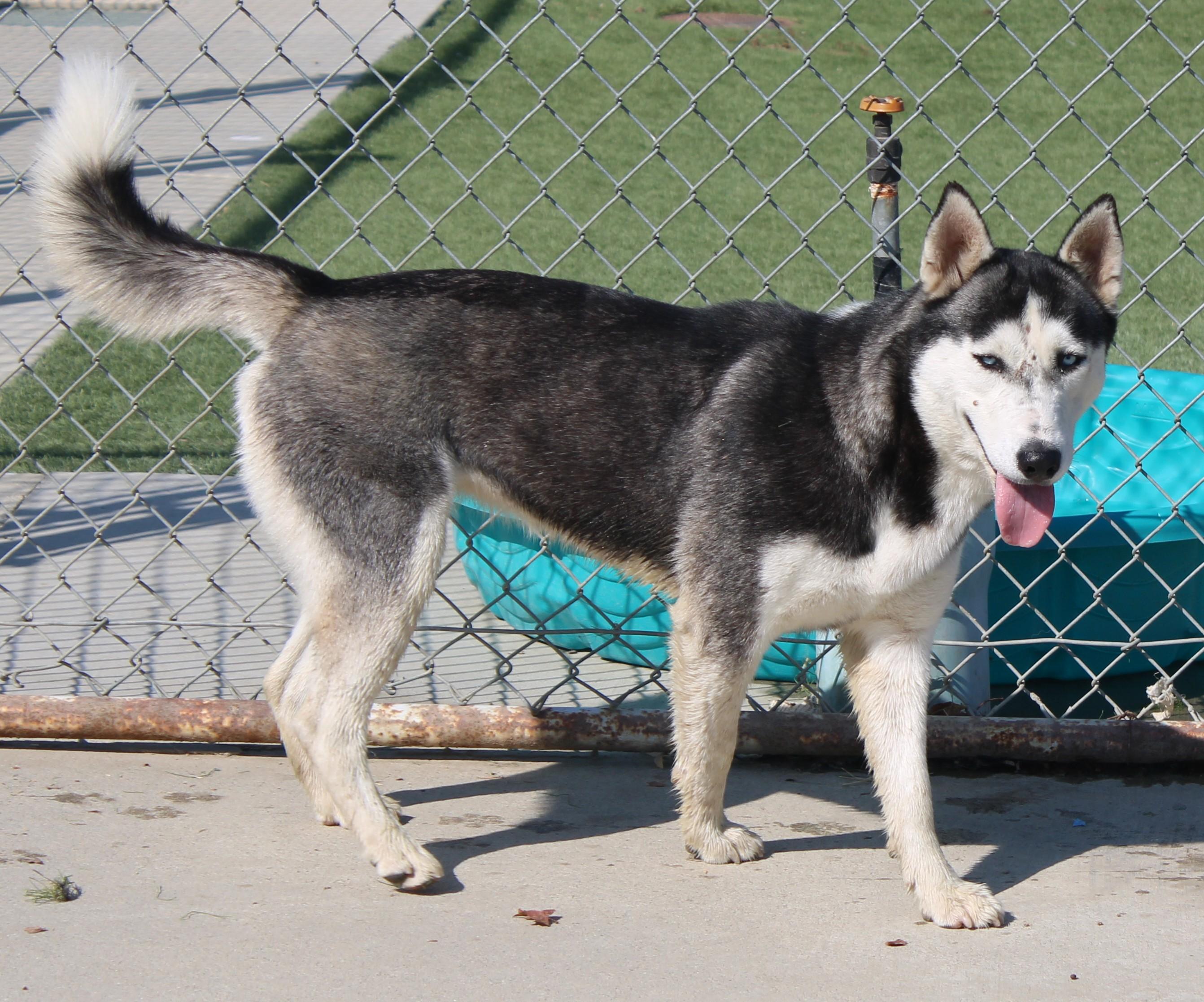 Enlarge SNOW, a Adoptable Husky in Wasco, CA image 4/5