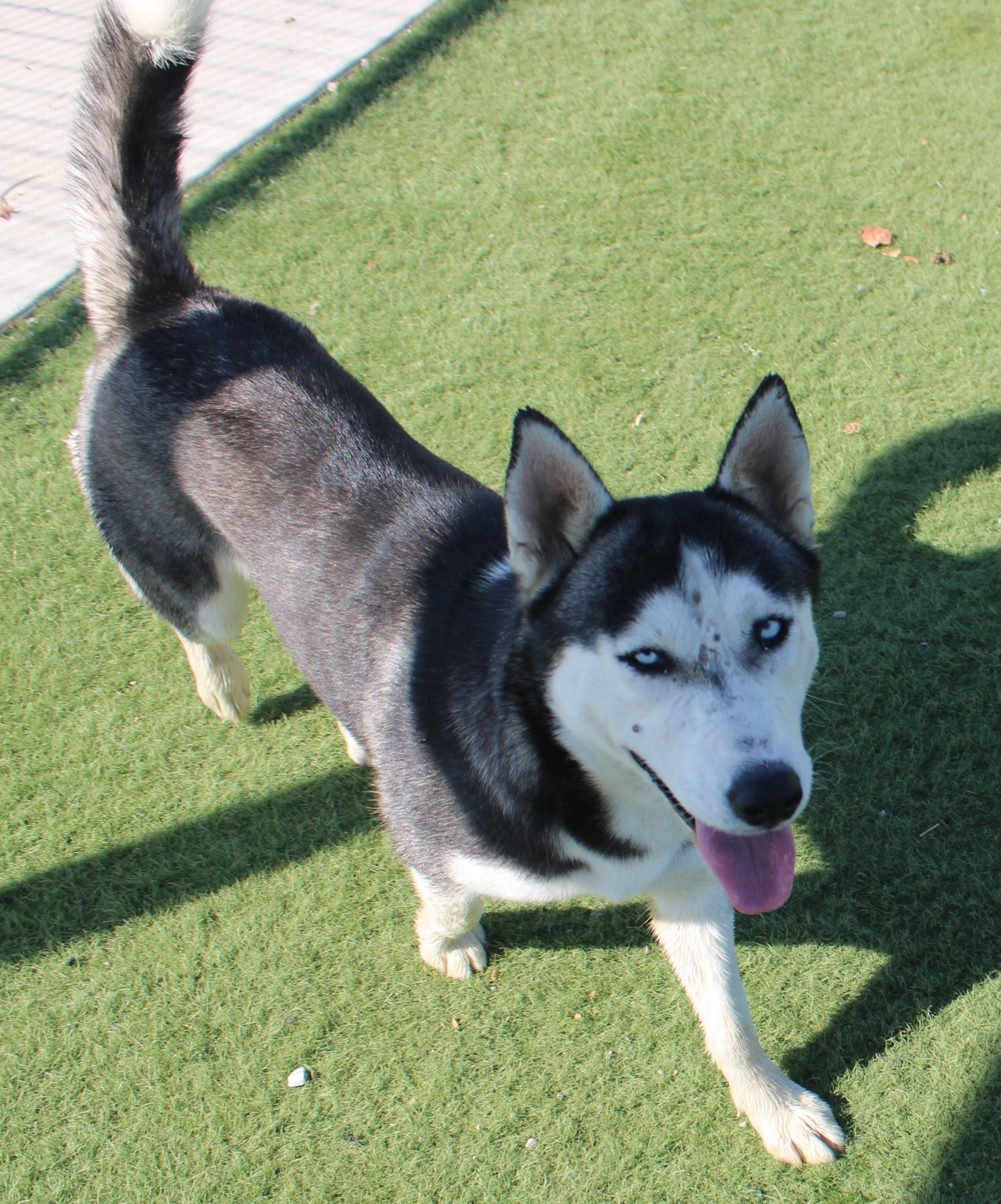 Enlarge SNOW, a Adoptable Husky in Wasco, CA image 3/5