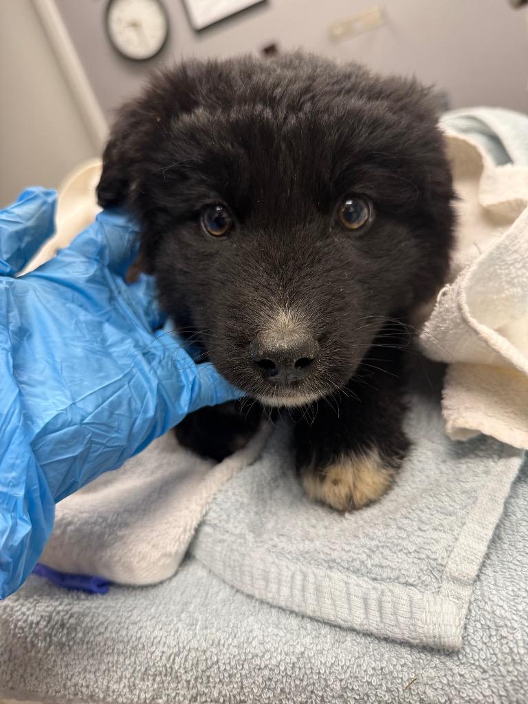 Roo, Adoptable, Puppy Female Australian Shepherd & Husky.